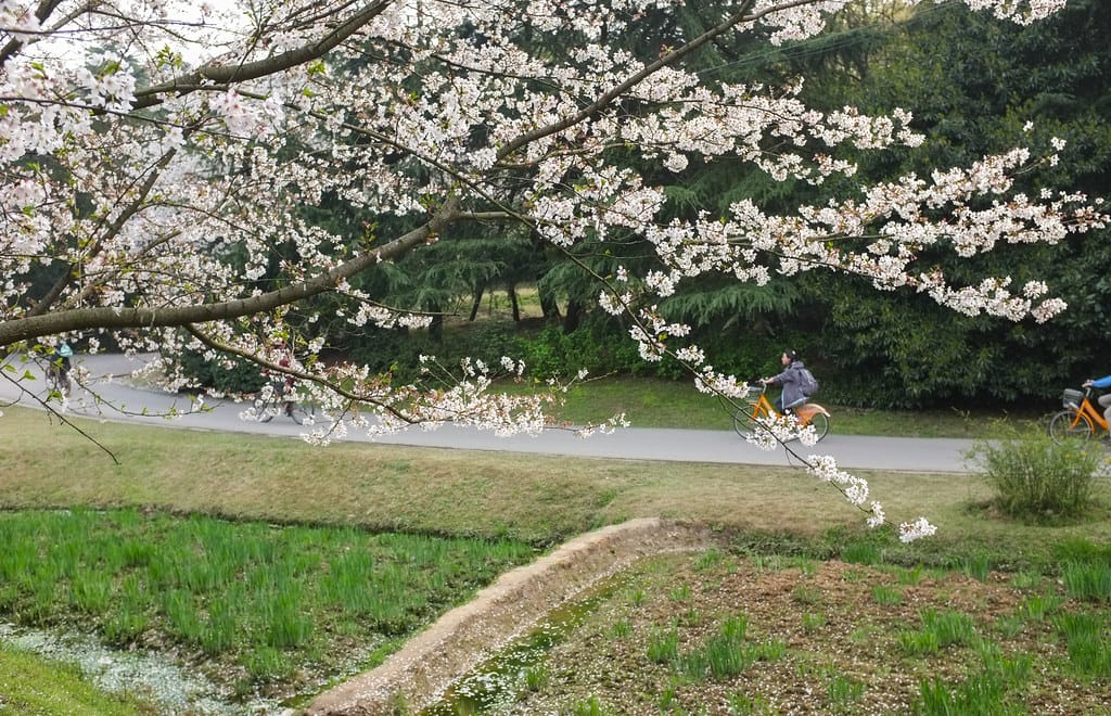 sakura of Yuantouzhu Park in Wuxi | 鼋头渚的樱花| woOoly | Flickr