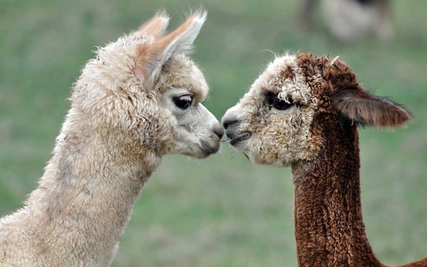 Alpacas are mostly docile and make good pets, so, why are Llama's  aggressive and mean? Is it just their size, or do they have an attitude? -  Quora